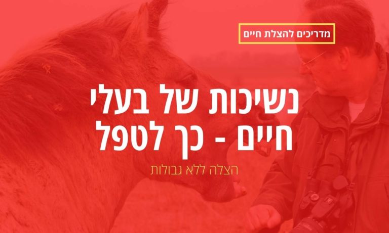 נשיכות של בעלי חיים